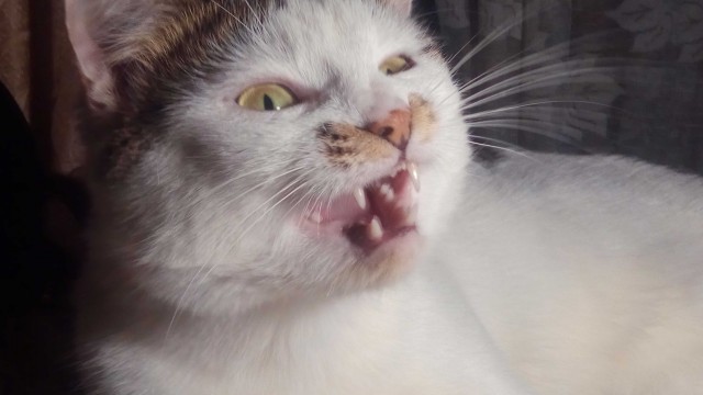 Котовторник. Февраль