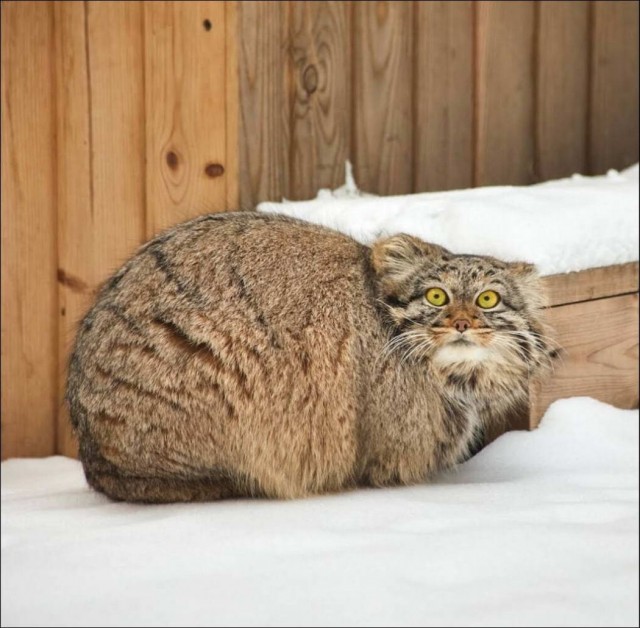 Забавные и милые котейки