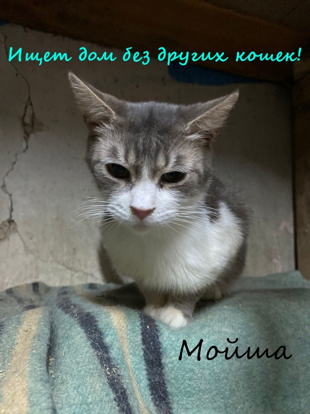 Жизнь домашнего приюта "Котоленд" 331