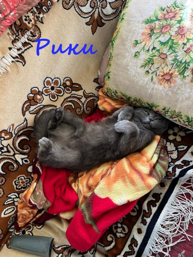 Жизнь домашнего приюта "Котоленд" 332