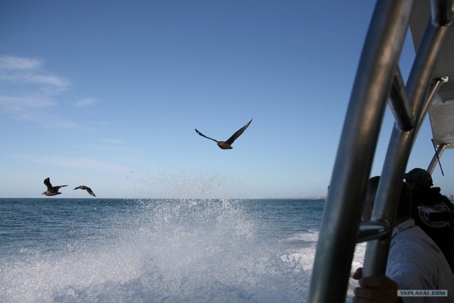 ЮАР, Замбия, Ботсвана