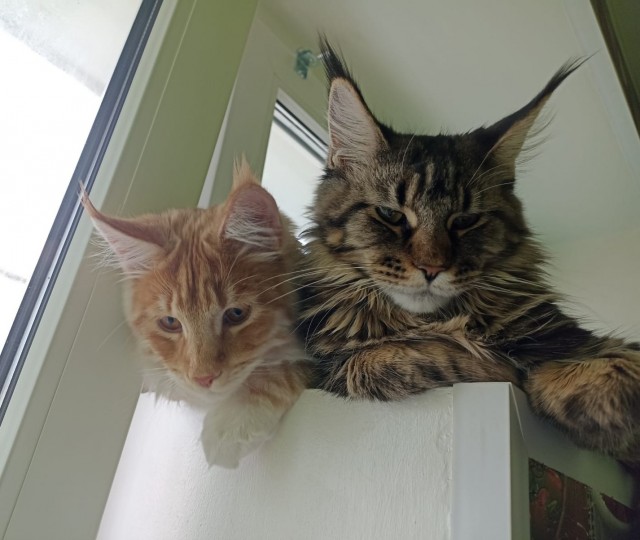 Кошка