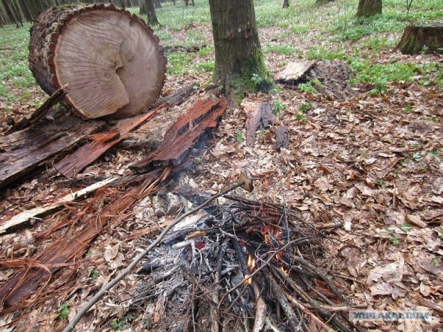 Сало - сила!