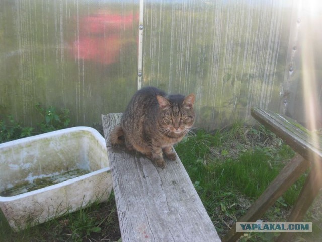 Жизнь домашнего приюта для котеек 415