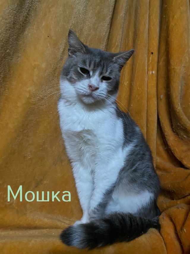 Жизнь домашнего приюта "Котоленд" 360