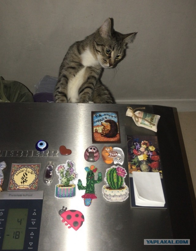 Начинаем котовторник.