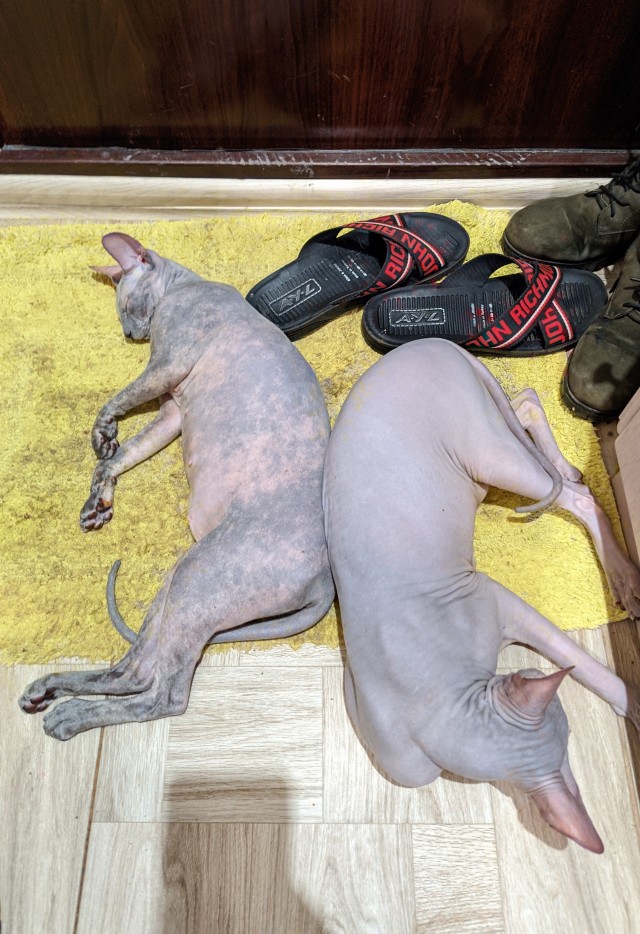 К котовторнику