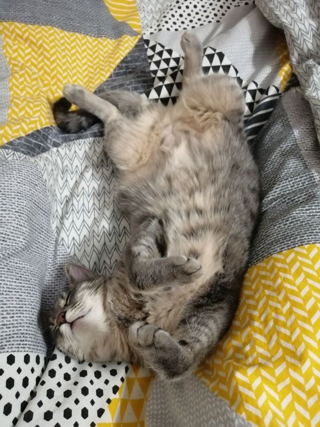 Котячьих потягушечек вам в ленту!