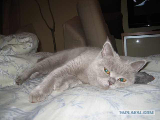 Котовторник 16.04.2013