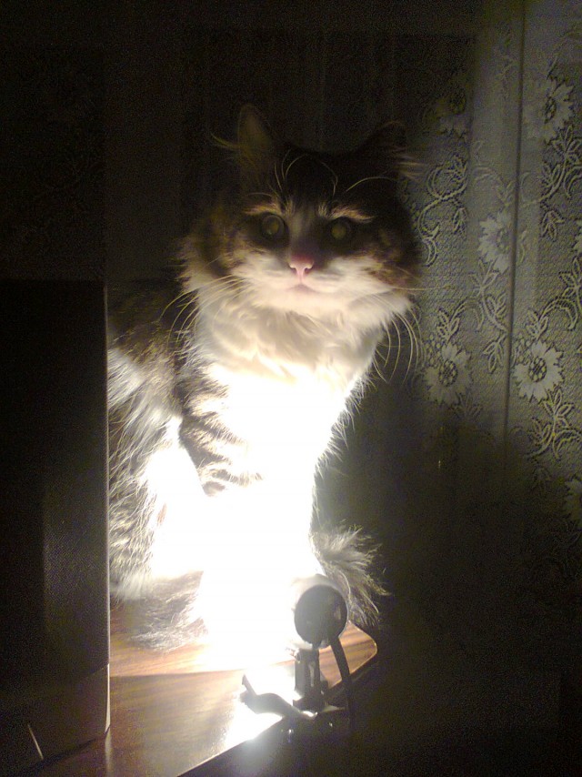 Не только котовторник, а еще и Всемирный день кошек!