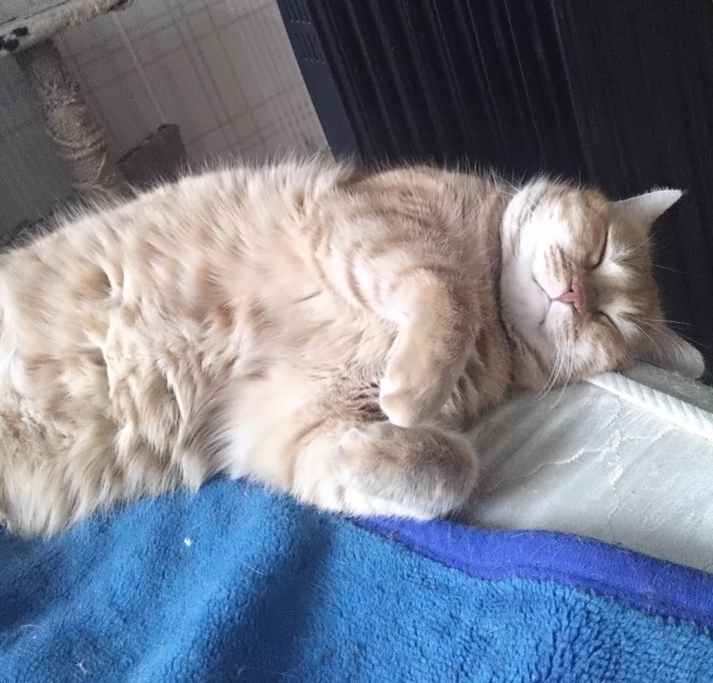 Котячьи нежности