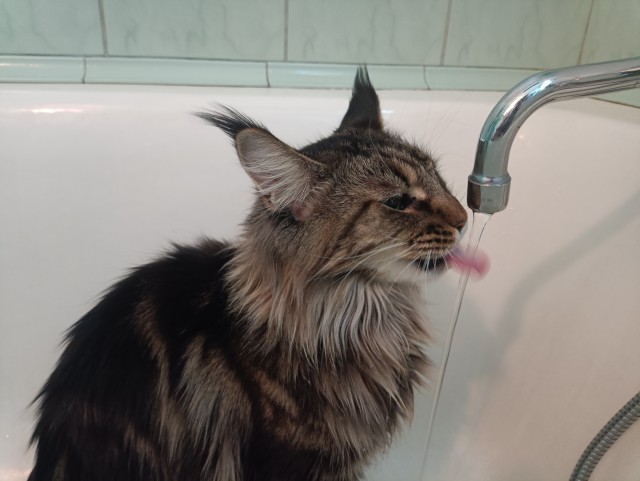 Кот хочет пить