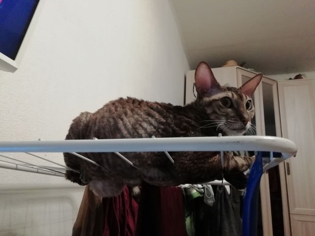 Кошачьи выкрутасы