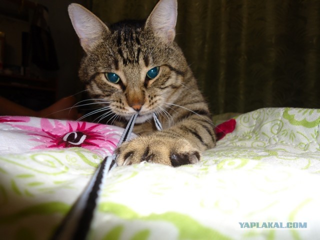 Котовторник 30.04.2013