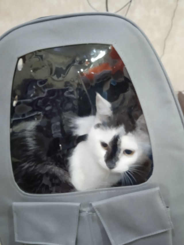 С котовторником ЯПовцы
