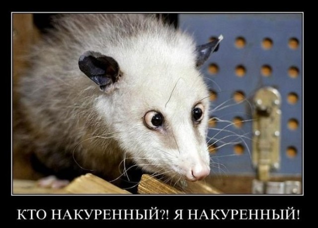 наркодилер