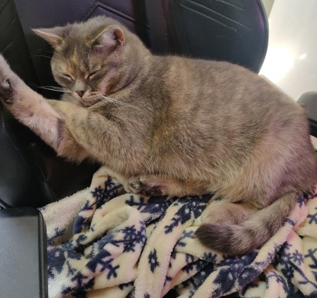 Котовторник