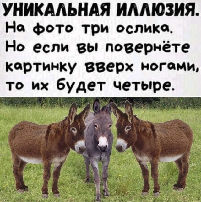 Весёлый полтишок 10.07.24