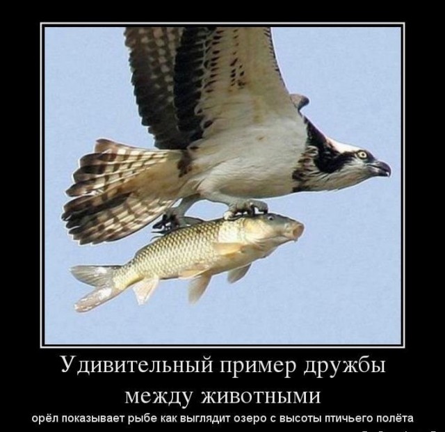 Рыбадронное оружие