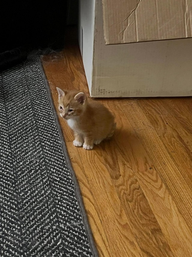Нашли месячного котёнка