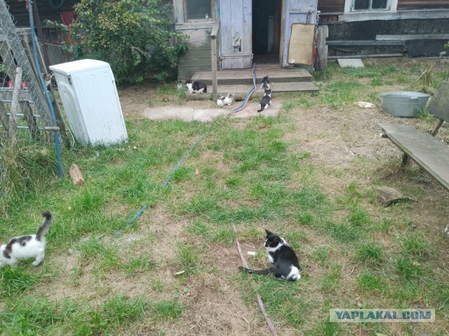 Жизнь домашнего приюта для котеек 516