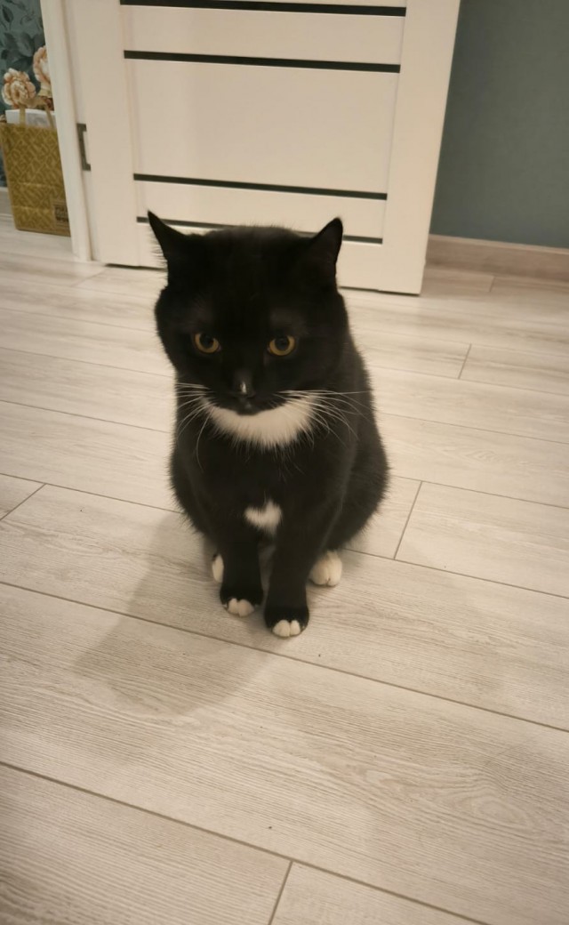 С Котовторником!