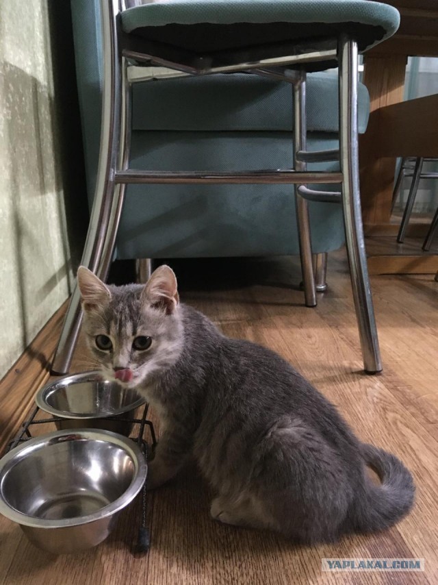 На котовторник