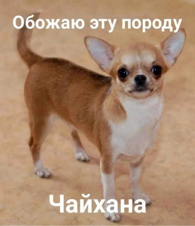 Веселые картинки к понедельнику (16.12)