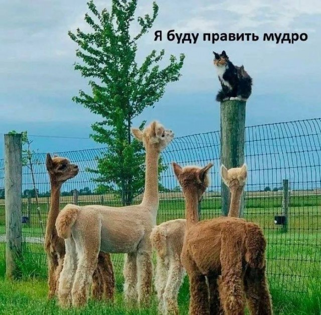 К котовторнику: подборка картинок-баянов с котиками и про котиков. Выпуск 12