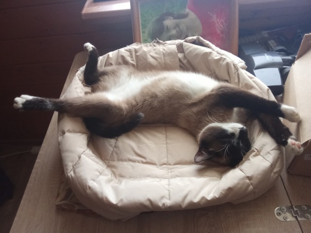 Путешествие с котом