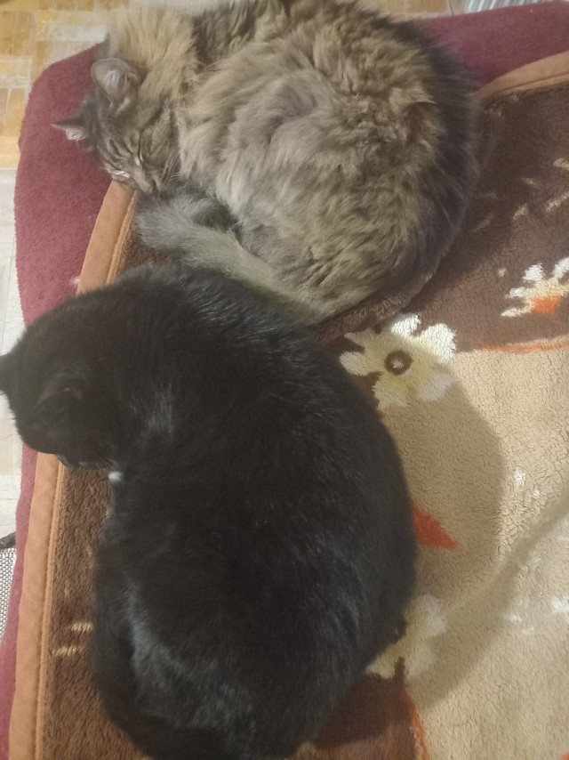 Котовторник. Где коты? Мой вот!