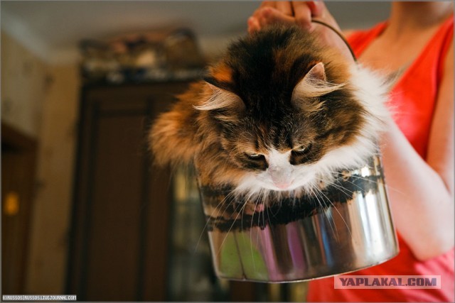 Подарок другу на ДР. Переносилка для котов