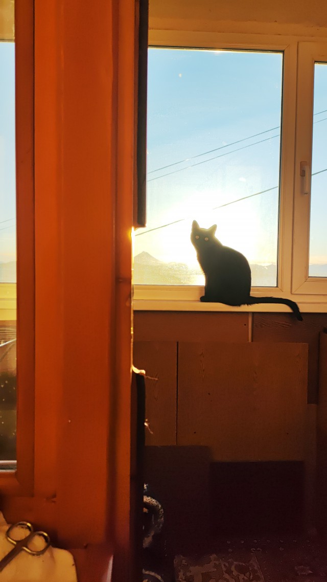 В защиту чёрных котов