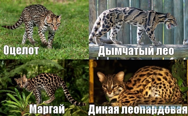 Что за порода такая ?