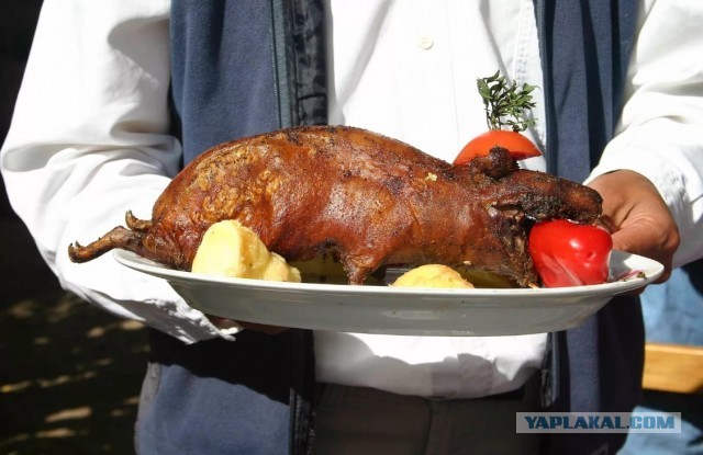 Нет котиков, есть свинка.