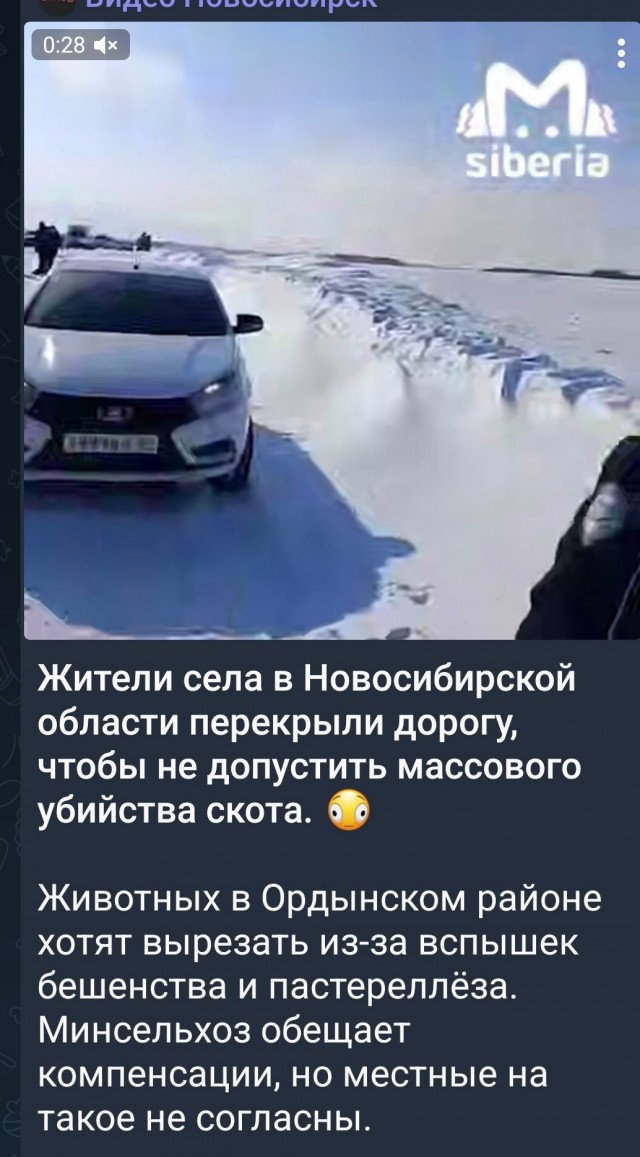 В Новосибирске задержали журналиста, который освещал массовое уничтожение рогатого скота