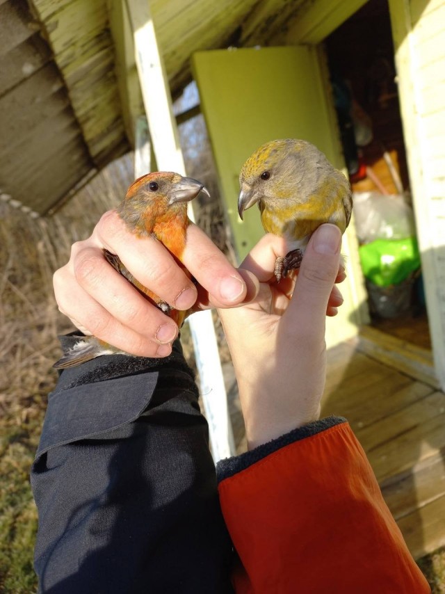 Сезон кольцевания птиц стартовал на Ладожской орнитологической станции