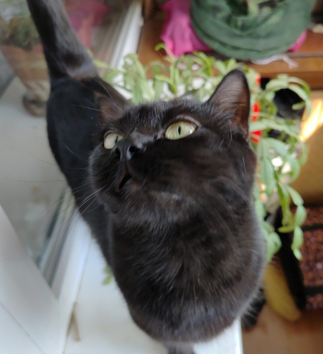 Котовторник