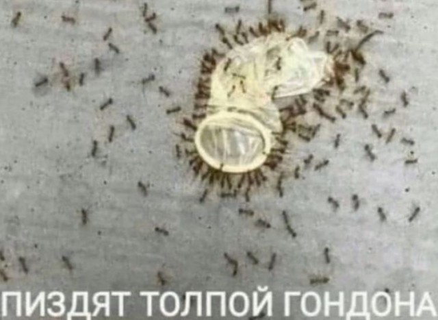 Картиночки, баянчики 15 июня