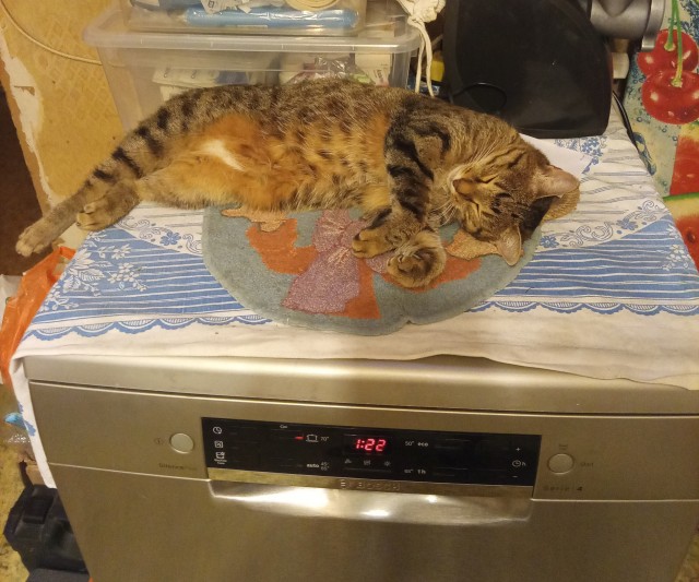 Умер кот