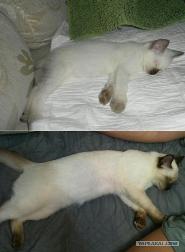 Коты и время