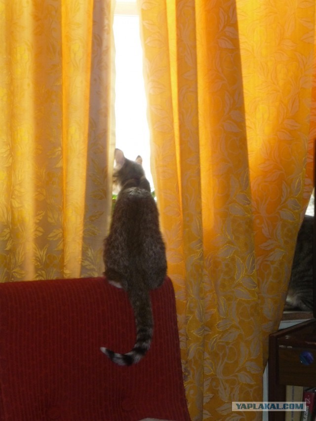 Котовторник 8.10.2013