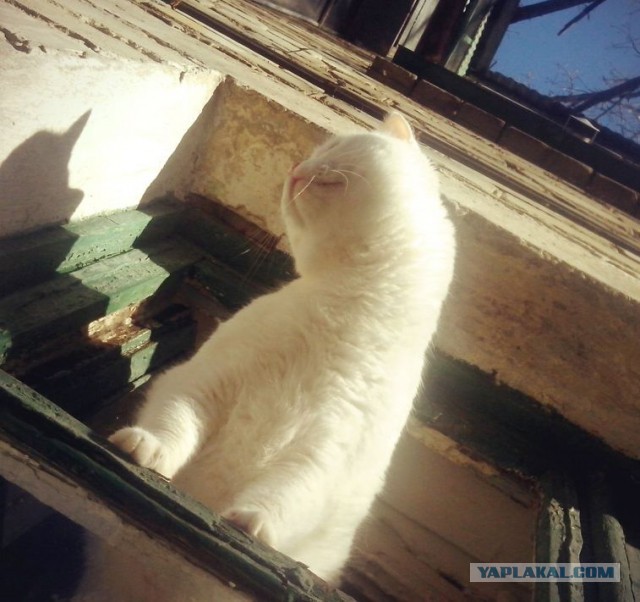 Котовторник 12.11.2013