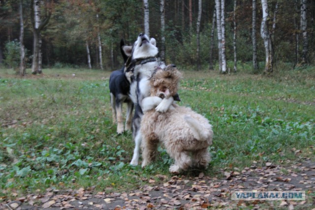Щенок хаски