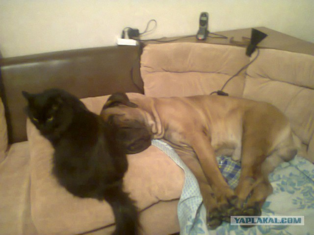 О, my dog