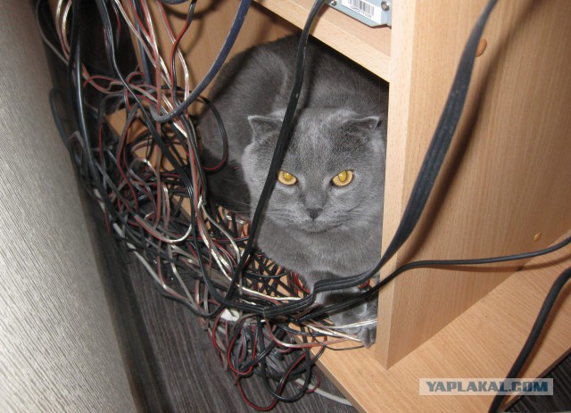 А где прячется ваш кот?