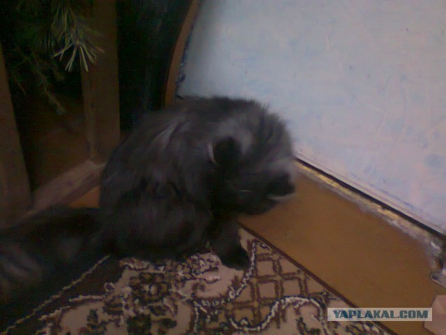 Котовторник 18.03.2014