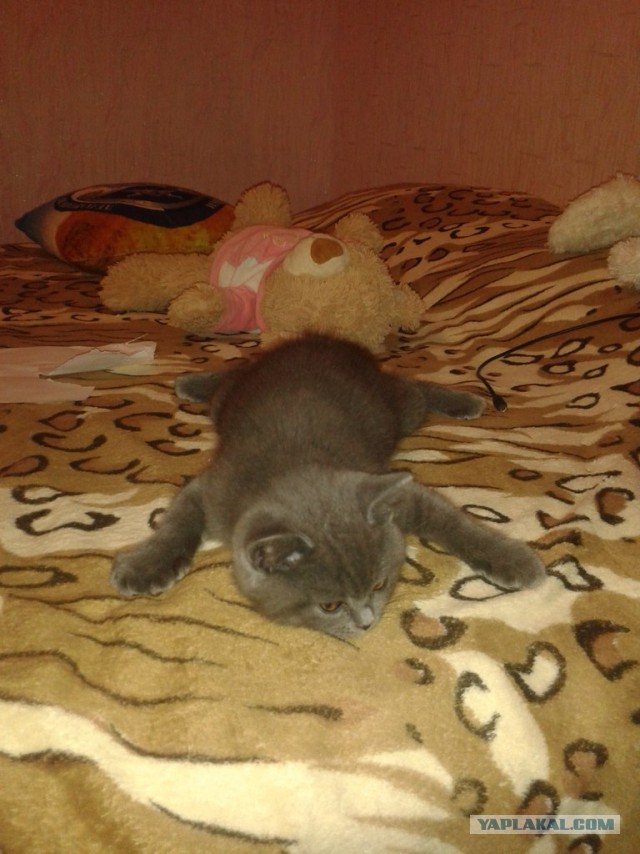 Котовторник 01.07.2014