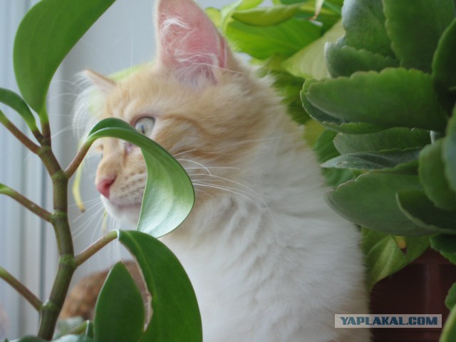 Котовторник 15.07.2014.