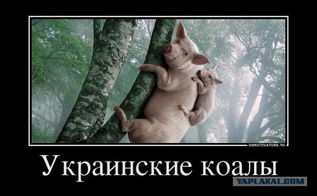 Путин и коала